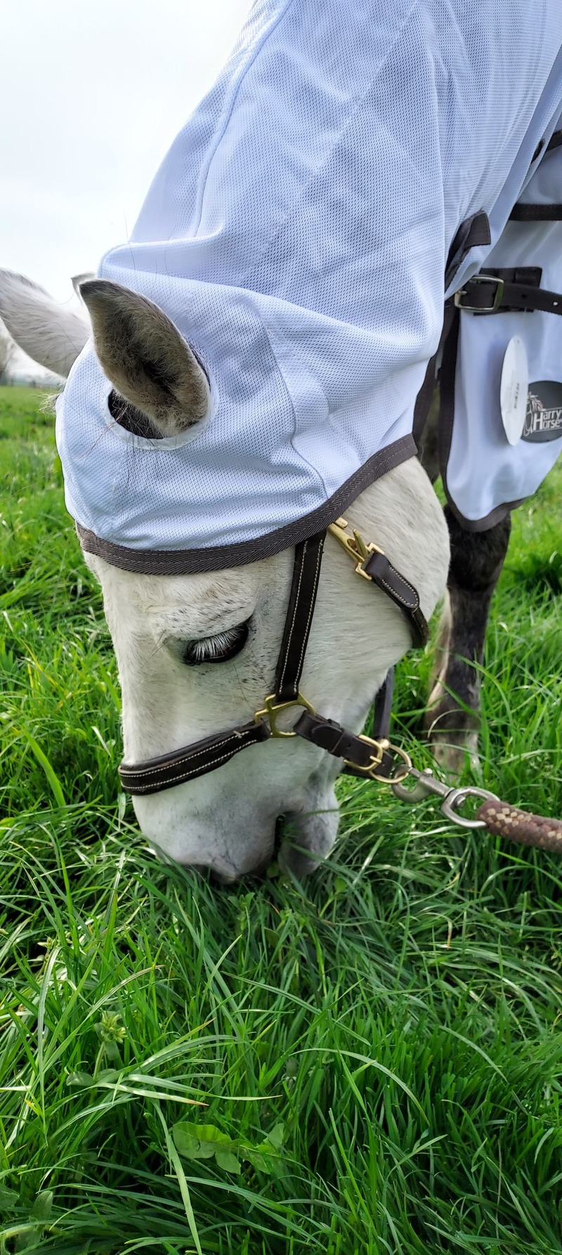 destock horse chemise anti mouches integrale harry's horse tete